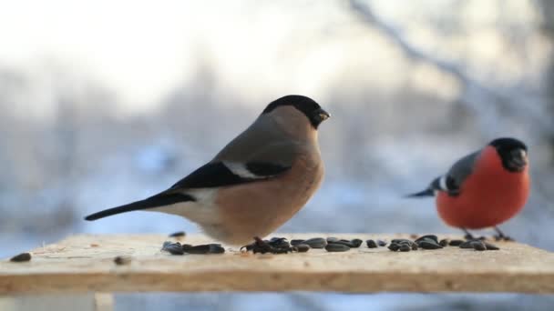 Bullfinch pica sementes de girassol no alimentador de pássaros no inverno. Vídeo em câmera lenta — Vídeo de Stock