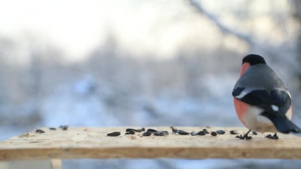 Gil zwyczajny Dziobnie nasiona słonecznika w dokarmianie ptaków zimą. Film w zwolnionym tempie — Wideo stockowe