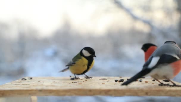 가슴은 독창적인 겨울 근접 촬영에 bullfinches에서 씨앗을 걸릴. 슬로우 모션 비디오 — 비디오