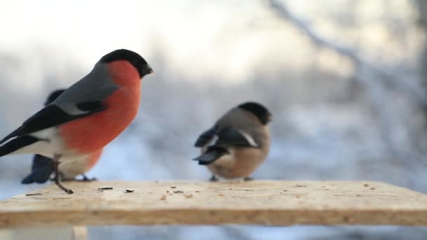 Gimpel in einem Vogeltrog im Winter aus nächster Nähe. Zeitlupenvideo — Stockvideo