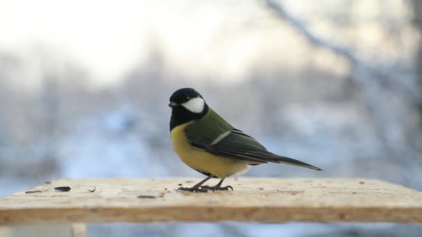 Tit bird Parus major picore des graines dans la mangeoire d'oiseaux en hiver. Vidéo au ralenti — Video