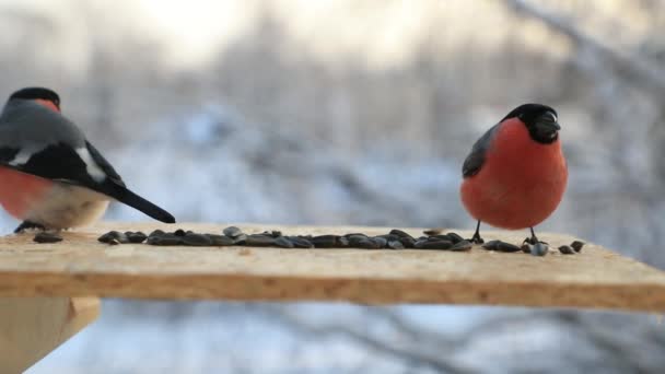 Πουλιά αγώνα για τους σπόρους σε ένα πουλί feeder στο χειμώνα close-up. Βίντεο αργής κίνησης — Αρχείο Βίντεο