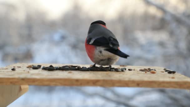 Bullfinch becca semi di girasole nella mangiatoia per uccelli in inverno. Video al rallentatore — Video Stock