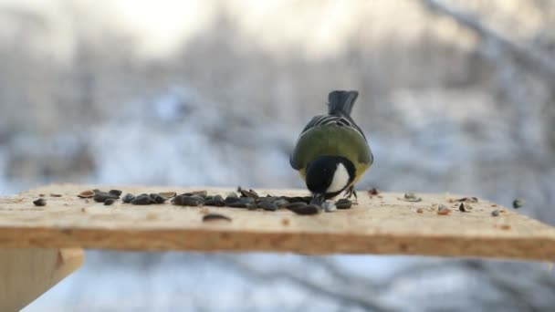 Зубастик Парус зимой клюет семена в кормушке для птиц. Видео замедленного действия — стоковое видео