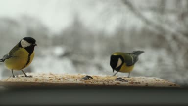 Baştankara kuş Parus major tohum kışın kuş besleme yuvasına gagalar. Slow motion video