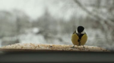 Baştankara kuş Parus major tohum kışın kuş besleme yuvasına gagalar. Slow motion video