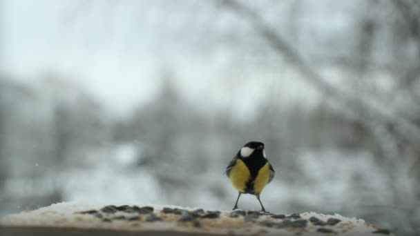 Χτύπημα πουλιών Parus μεγάλων pecks σπόρους στο πουλί τροφοδότη το χειμώνα. Βίντεο αργής κίνησης — Αρχείο Βίντεο