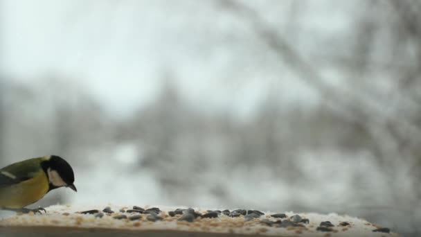 Sýkorka pták (Parus major) klovne semena v krmítku pro ptáky v zimě. Zpomalené video — Stock video