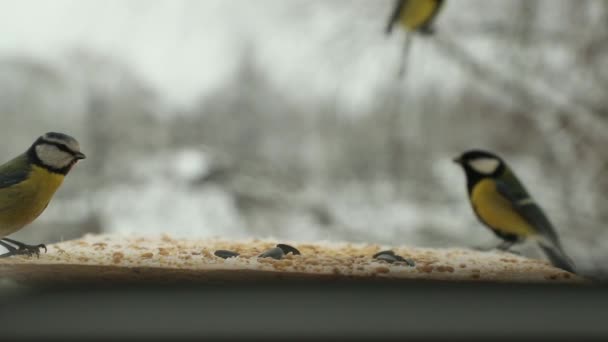 Tit bird Parus major pecks seeds in the bird feeder in winter. Slow motion video — Stock Video