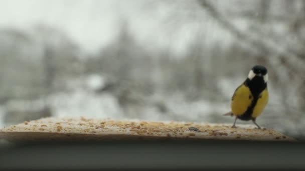 Sýkorka pták (Parus major) klovne semena v krmítku pro ptáky v zimě. Zpomalené video — Stock video