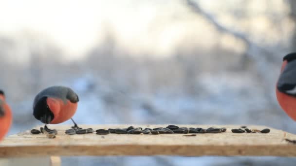 Birds Walcz dla nasion w karmniku w zbliżenie zima. Film w zwolnionym tempie — Wideo stockowe