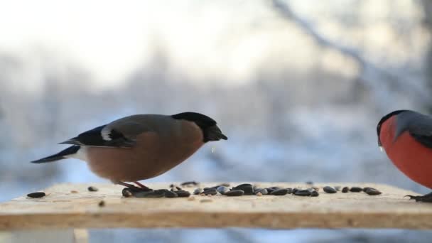 Os pássaros lutam por sementes em um alimentador de pássaros no close-up de inverno. Vídeo em câmera lenta — Vídeo de Stock