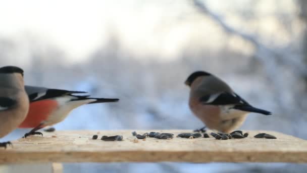 Птицы борются за семена в кормушке для птиц зимой крупным планом. Видео замедленного действия — стоковое видео