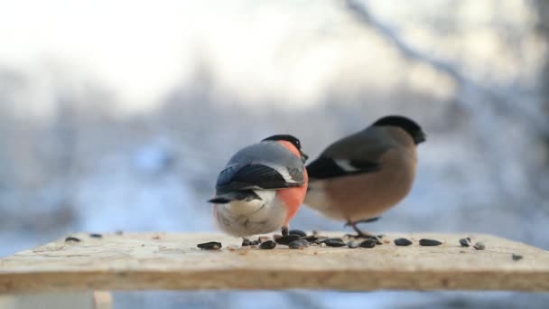 Birds Walcz dla nasion w karmniku w zbliżenie zima. Film w zwolnionym tempie — Wideo stockowe