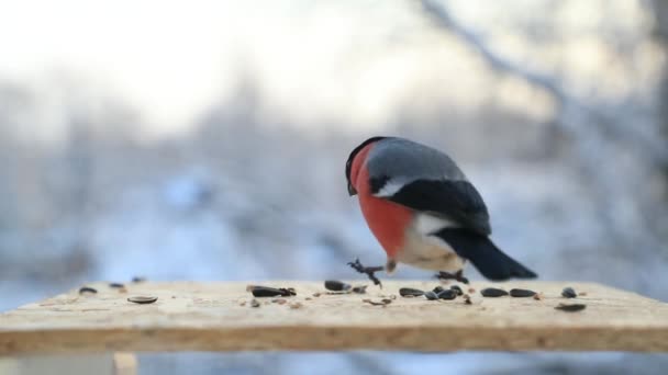 Κακκινολαιμής pecks ηλιόσποροι στο πουλί τροφοδότη το χειμώνα. Βίντεο αργής κίνησης — Αρχείο Βίντεο