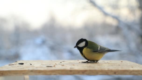 Tit uccello Parus grandi becchi semi nel mangiatoia per uccelli in inverno. Video al rallentatore — Video Stock