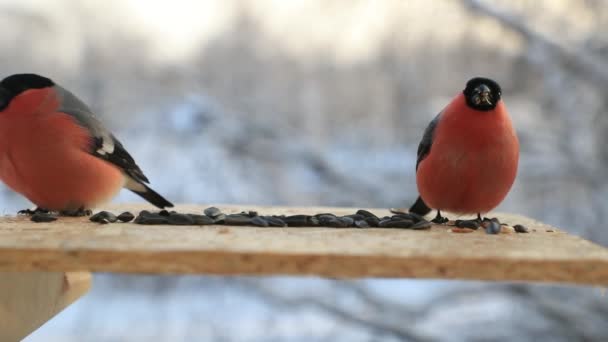 Bullfinch pica sementes de girassol no alimentador de pássaros no inverno. Vídeo em câmera lenta — Vídeo de Stock