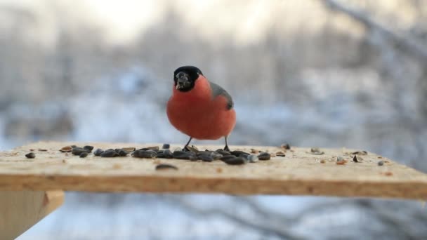 Bullfinch pica sementes de girassol no alimentador de pássaros no inverno. Vídeo em câmera lenta — Vídeo de Stock