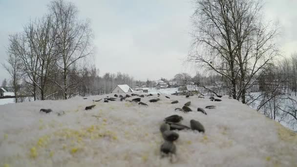 Pájaro Tit Parus picotea semillas en el comedero de aves en invierno — Vídeo de stock