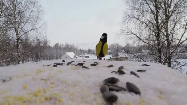 Tit pasăre Parus ciocănituri majore semințe în alimentatorul de păsări în timpul iernii — Videoclip de stoc