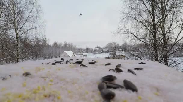Sýkorka pták (Parus major) klovne semena v krmítku pro ptáky v zimě — Stock video