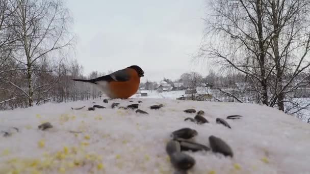 Gimpel pickt im Winter Samen im Vogelfutterhäuschen — Stockvideo