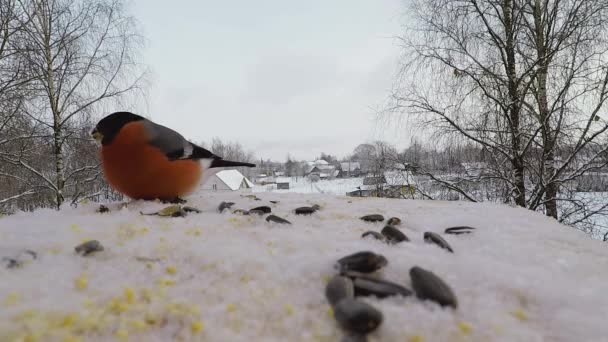 Κακκινολαιμής pecks σπόρους στο πουλί τροφοδότη το χειμώνα — Αρχείο Βίντεο