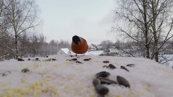 Bullfinch becca semi nella mangiatoia per uccelli in inverno — Video Stock