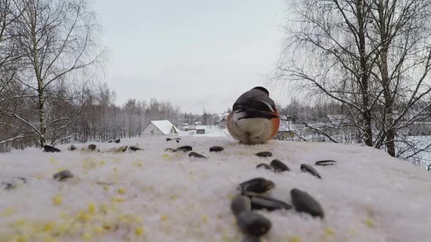 Goudvink besluipt zaden in het Vogelhuis/waterbak in de winter — Stockvideo