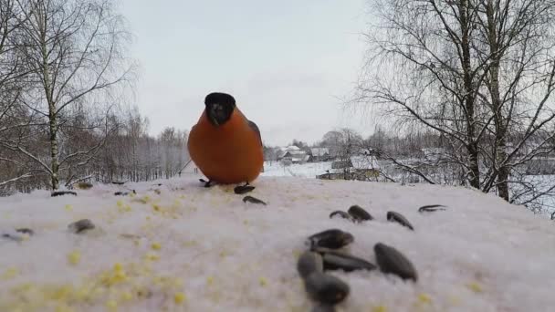 Pinzón picoteador semillas en el comedero de aves en invierno — Vídeos de Stock