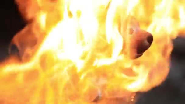 Παλιό σκυλί παιχνιδιών λιώνει κάτω από την καυτή φλόγα της φωτιάς. Αργή κίνηση — Αρχείο Βίντεο