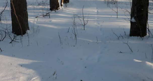 En el bosque cubierto de nieve en un brillante día soleado y helado. panorámica de abajo hacia arriba — Vídeo de stock