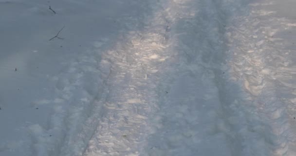 En el bosque cubierto de nieve en un brillante día soleado y helado. panorámica de abajo hacia arriba — Vídeos de Stock