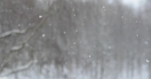 Сніг повільно падає — стокове відео