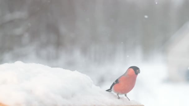 Vogels kijken voor zaden onder de vallende sneeuw in de winter. Slow-motion video — Stockvideo