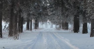 Kış köy yolu ağaçları arasında