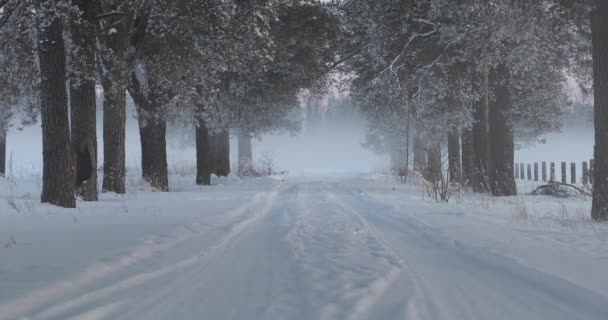 Strada del villaggio invernale tra gli alberi — Video Stock