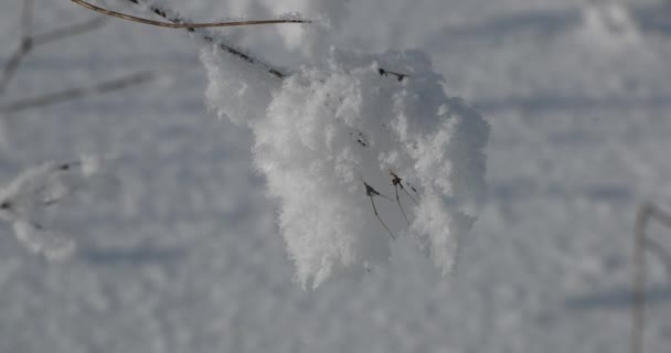 Fluffy light snow on dried field plants — Stock Video