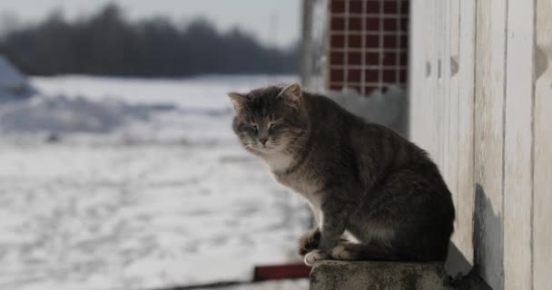Кошка греется на солнце зимой — стоковое видео