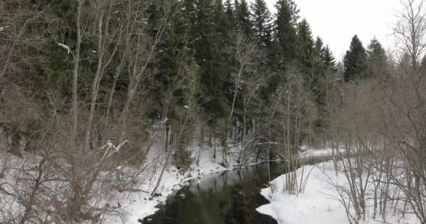 Río en el bosque de invierno por la tarde — Vídeo de stock