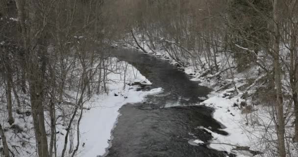 Floden i vinter skogen på eftermiddagen — Stockvideo