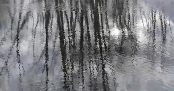 Reflexión de los árboles en el agua nublado otoño tiempo — Vídeos de Stock