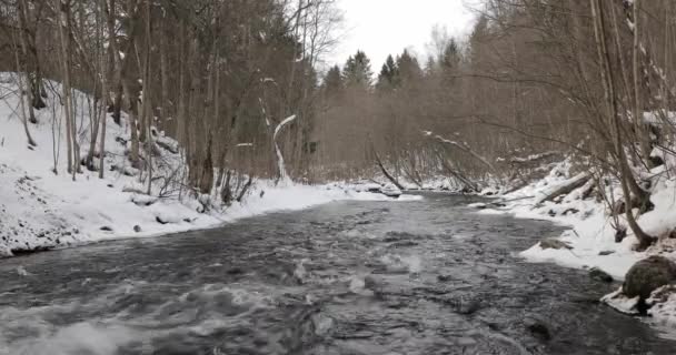 Fiume nella foresta invernale nel pomeriggio — Video Stock