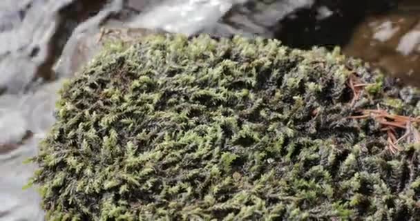 Камінь у моху на річці крупним планом — стокове відео
