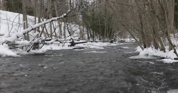 Река в зимнем лесу во второй половине дня — стоковое видео