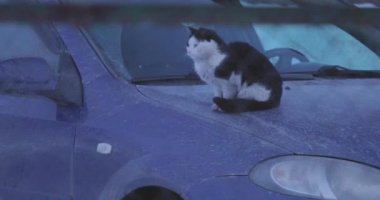 bir araba kaputa oturan siyah ve beyaz kedi