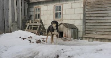 Kışın ahşap onun kutusunun yakınında bulunan tasmalı köpek