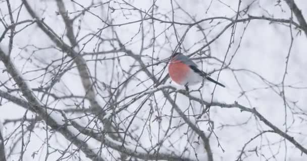 Uccello di fringuello sui rami della cenere di montagna in inverno — Video Stock