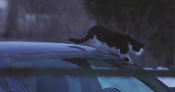 Schwarz-weiße Katze fährt die Windschutzscheibe des Autos herunter — Stockvideo