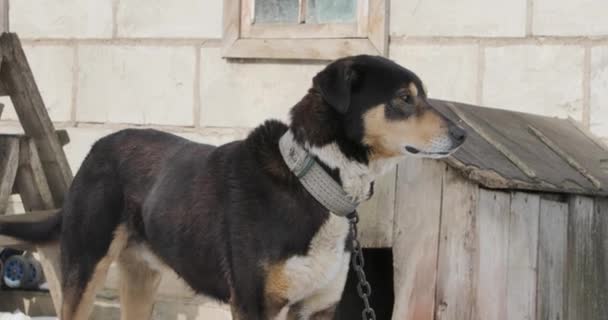 Собака на поводке рядом с деревянной коробкой зимой — стоковое видео